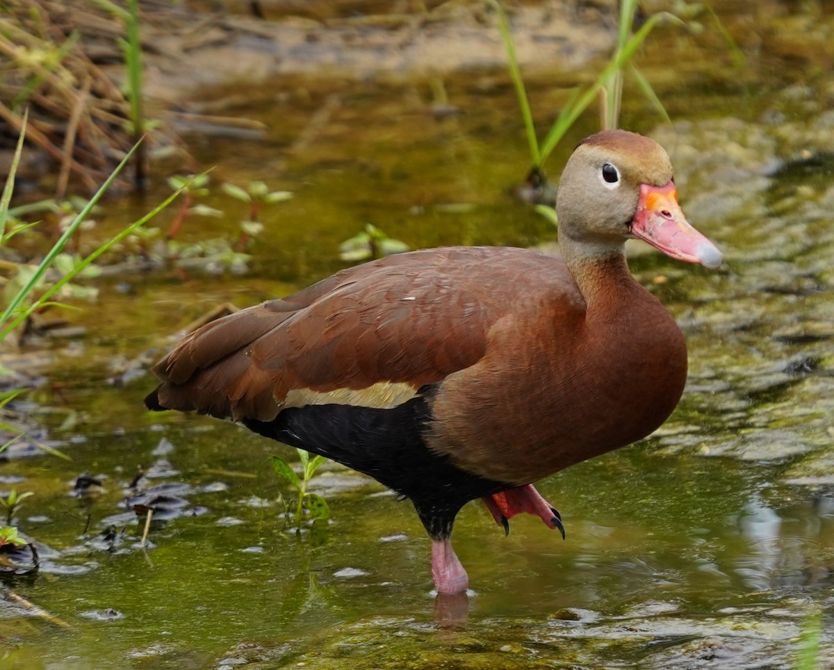 Dendrocygne à ventre noir - ML620235424