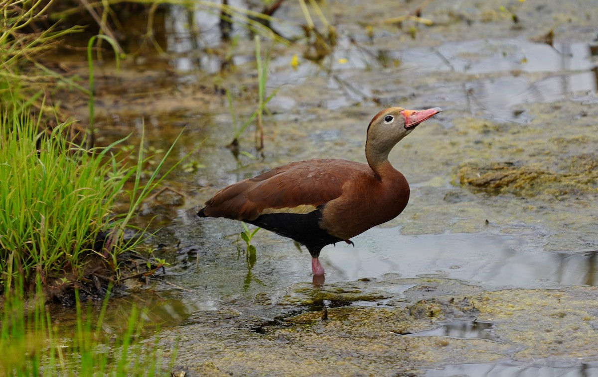 Dendrocygne à ventre noir - ML620235426