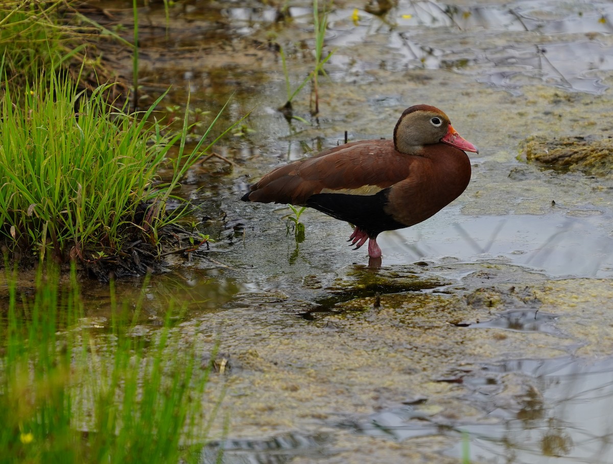 アカハシリュウキュウガモ - ML620235429