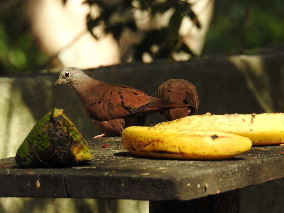 Ruddy Ground Dove - ML620235432