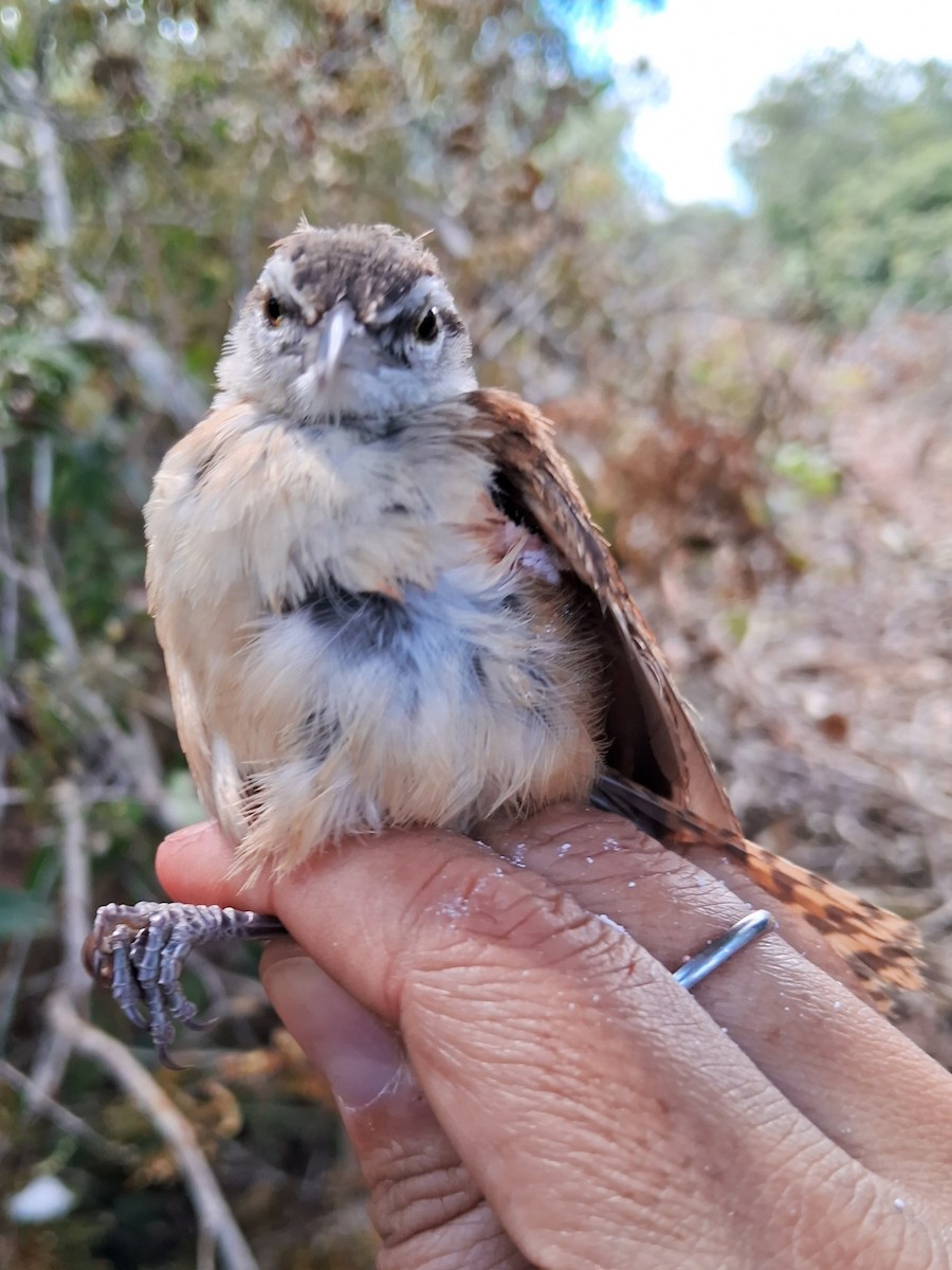 Long-billed Wren - ML620235437