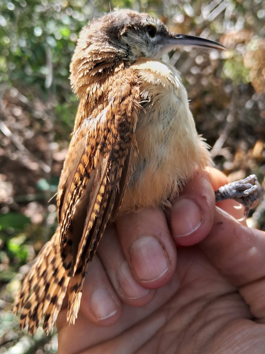 Long-billed Wren - ML620235438