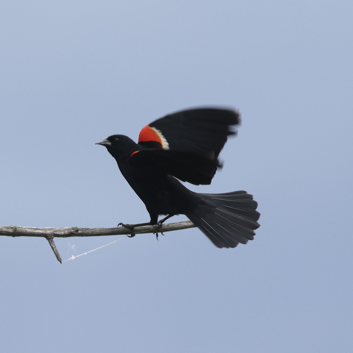 Red-winged Blackbird - ML620235442