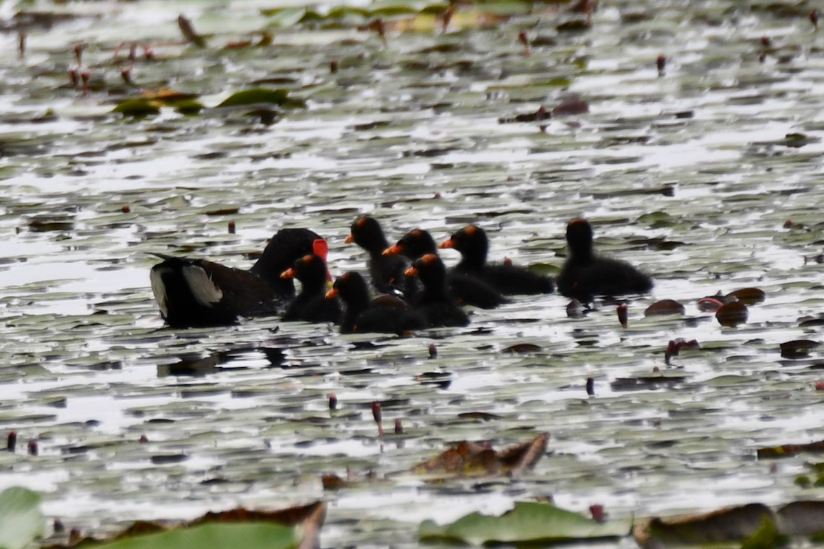 Gallinule d'Amérique - ML620235445