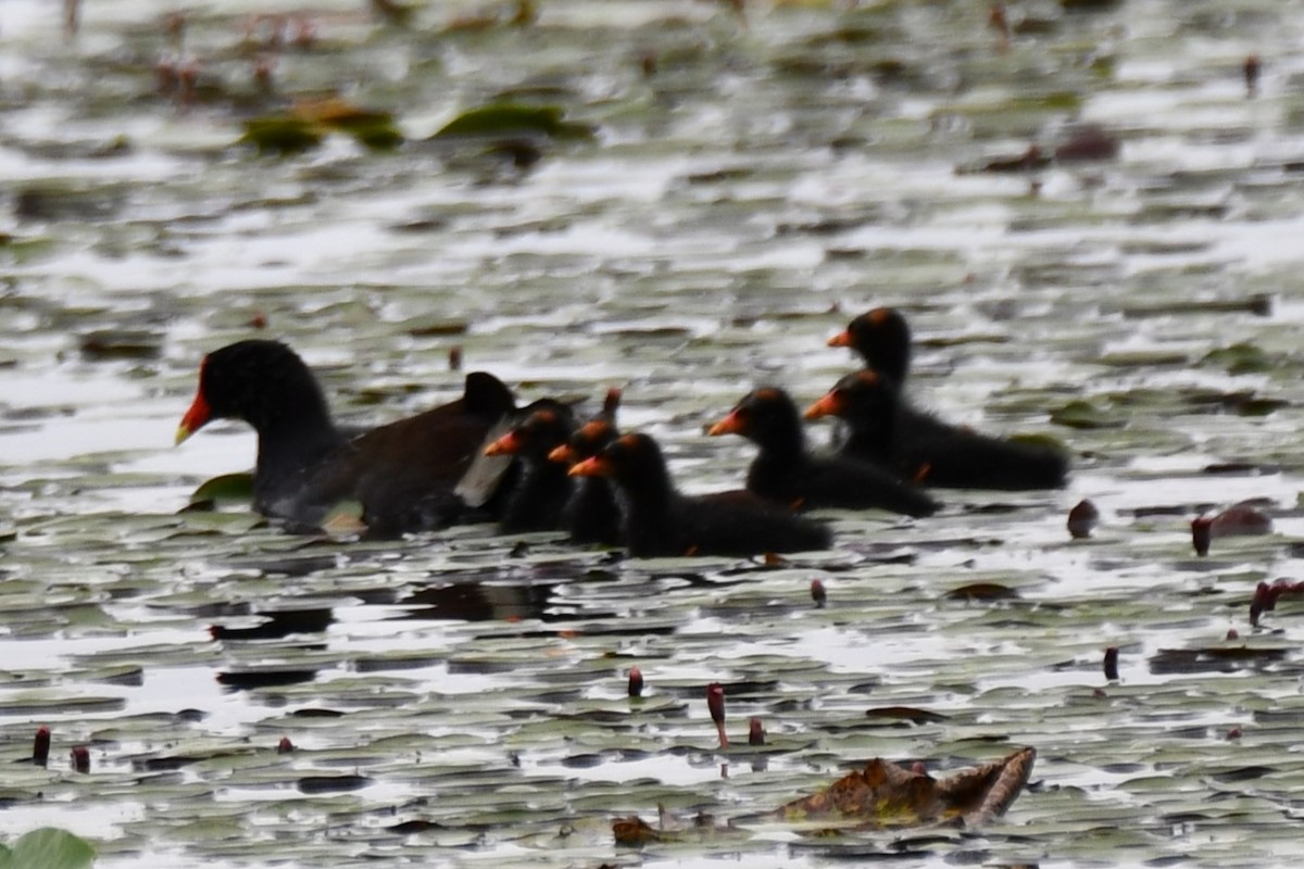 Gallinule d'Amérique - ML620235448