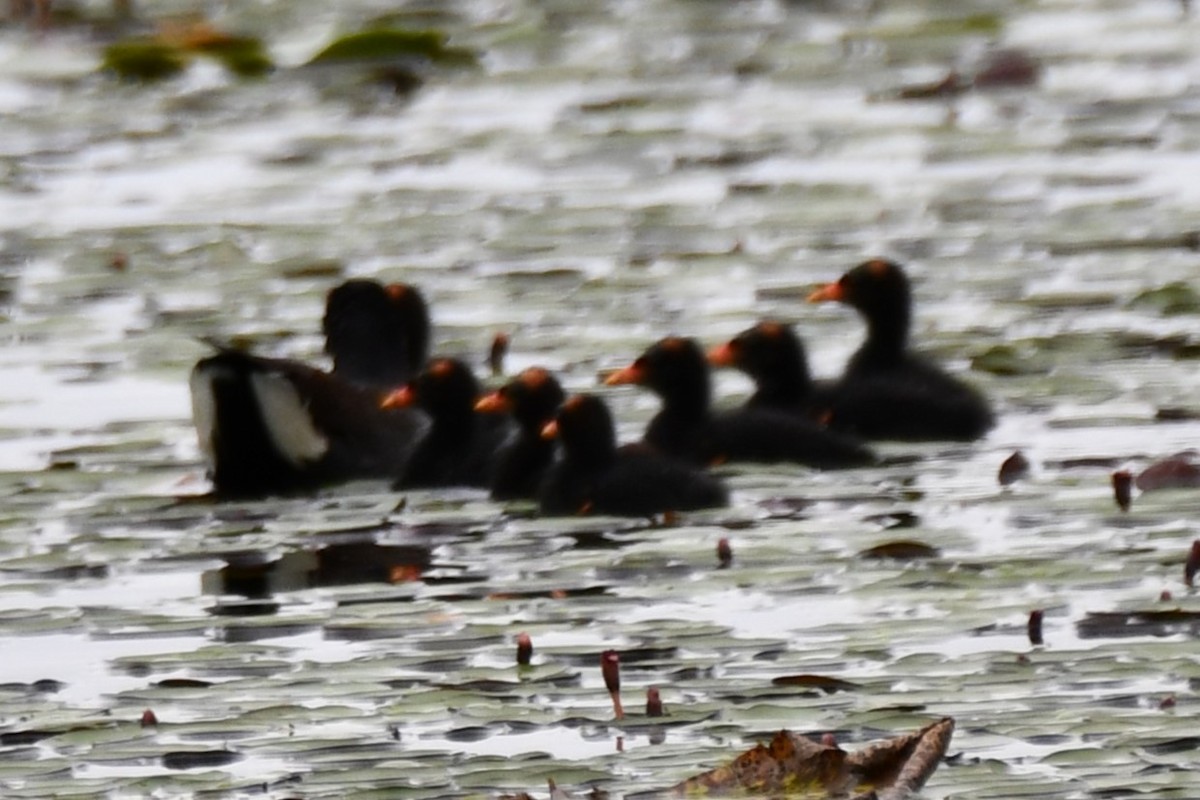 Gallinule d'Amérique - ML620235450