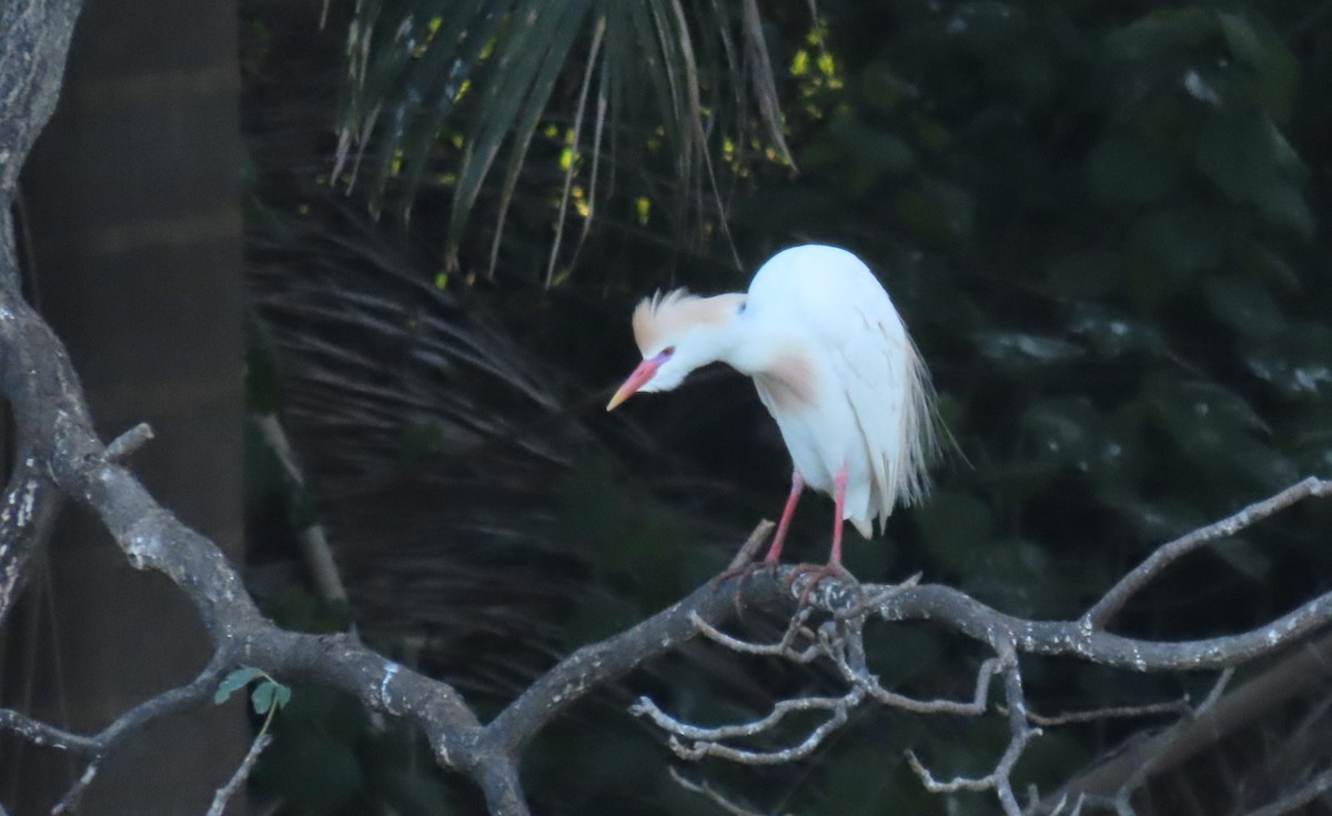 Western Cattle Egret - ML620235452