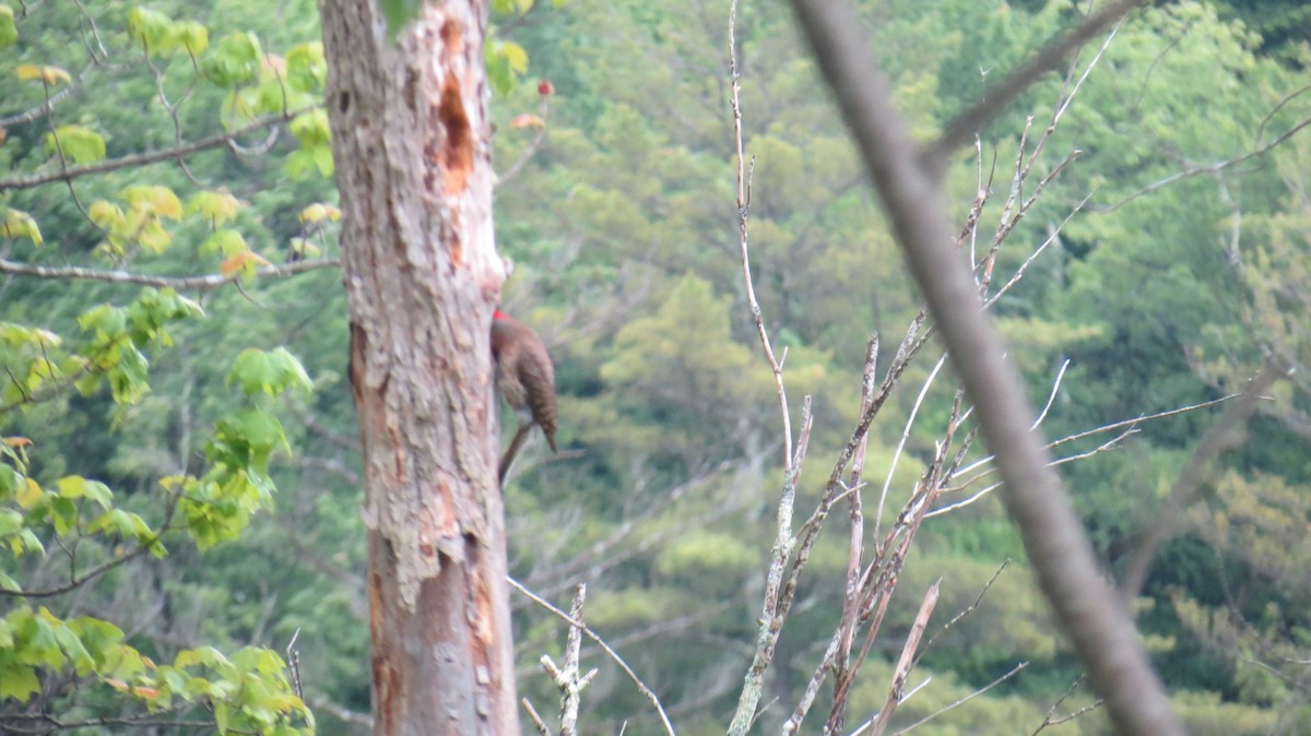 Northern Flicker - ML620235456