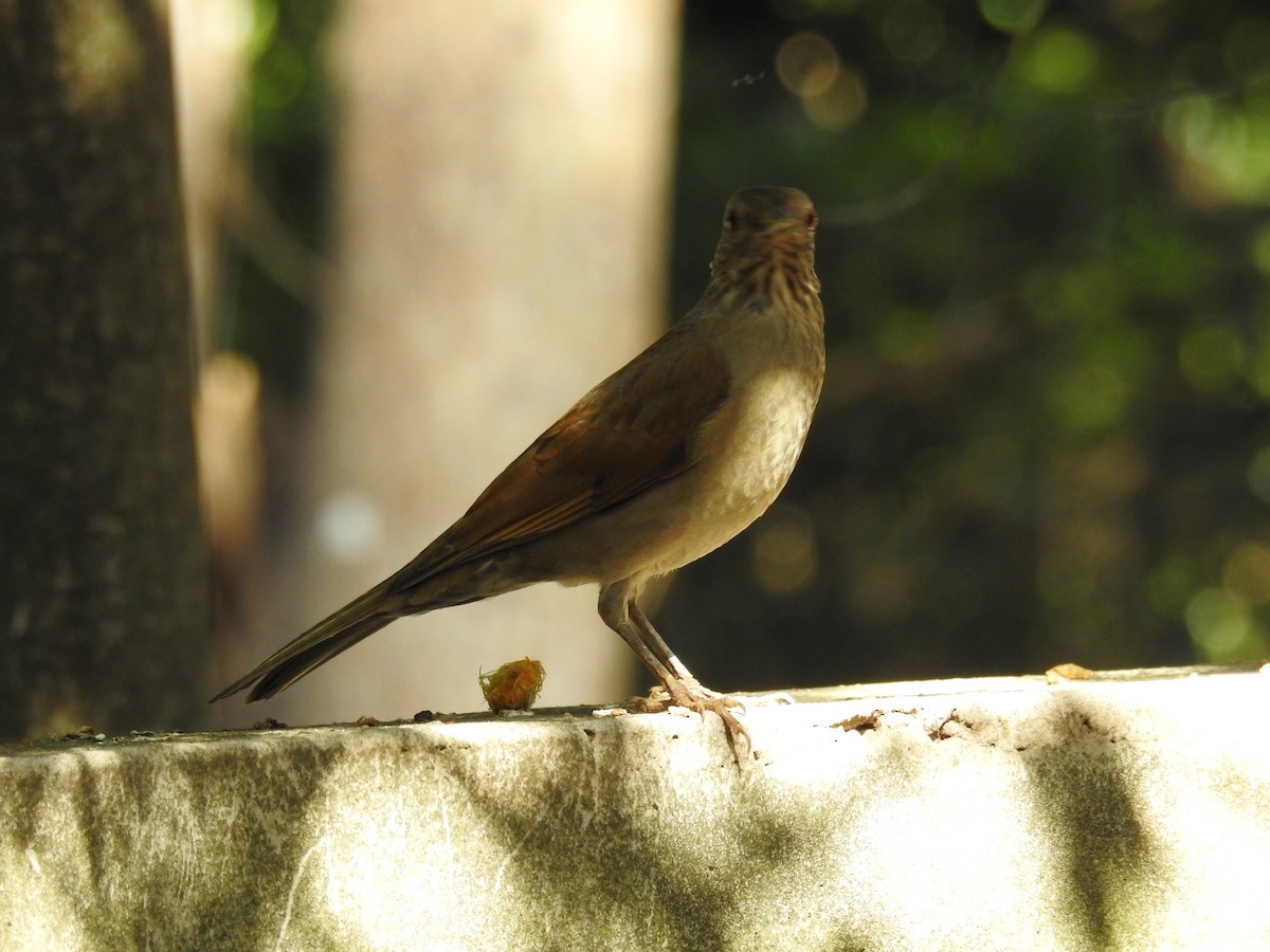 Pale-breasted Thrush - ML620235458