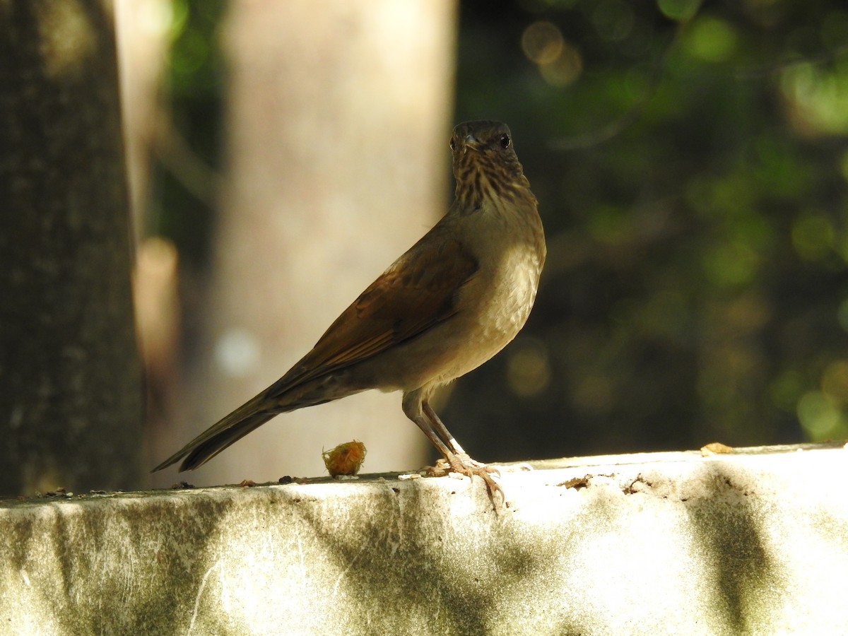 Pale-breasted Thrush - ML620235459