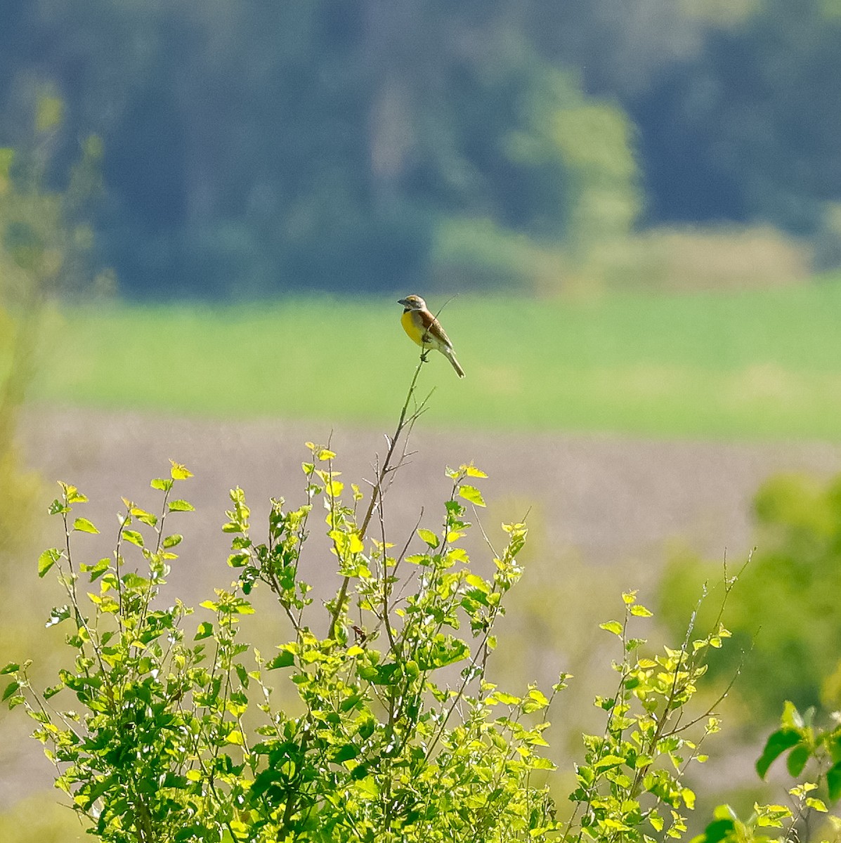 Dickcissel - ML620235461