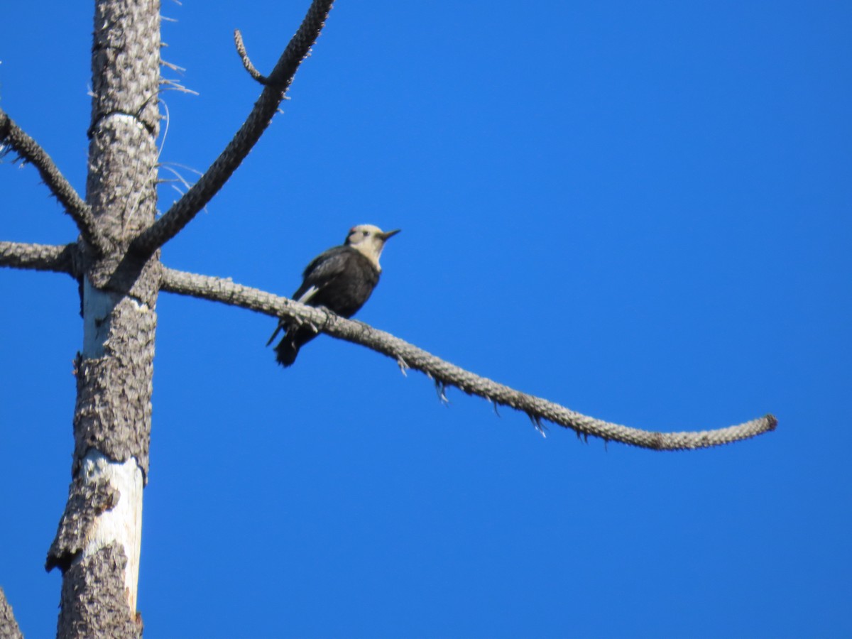 White-headed Woodpecker - ML620235462