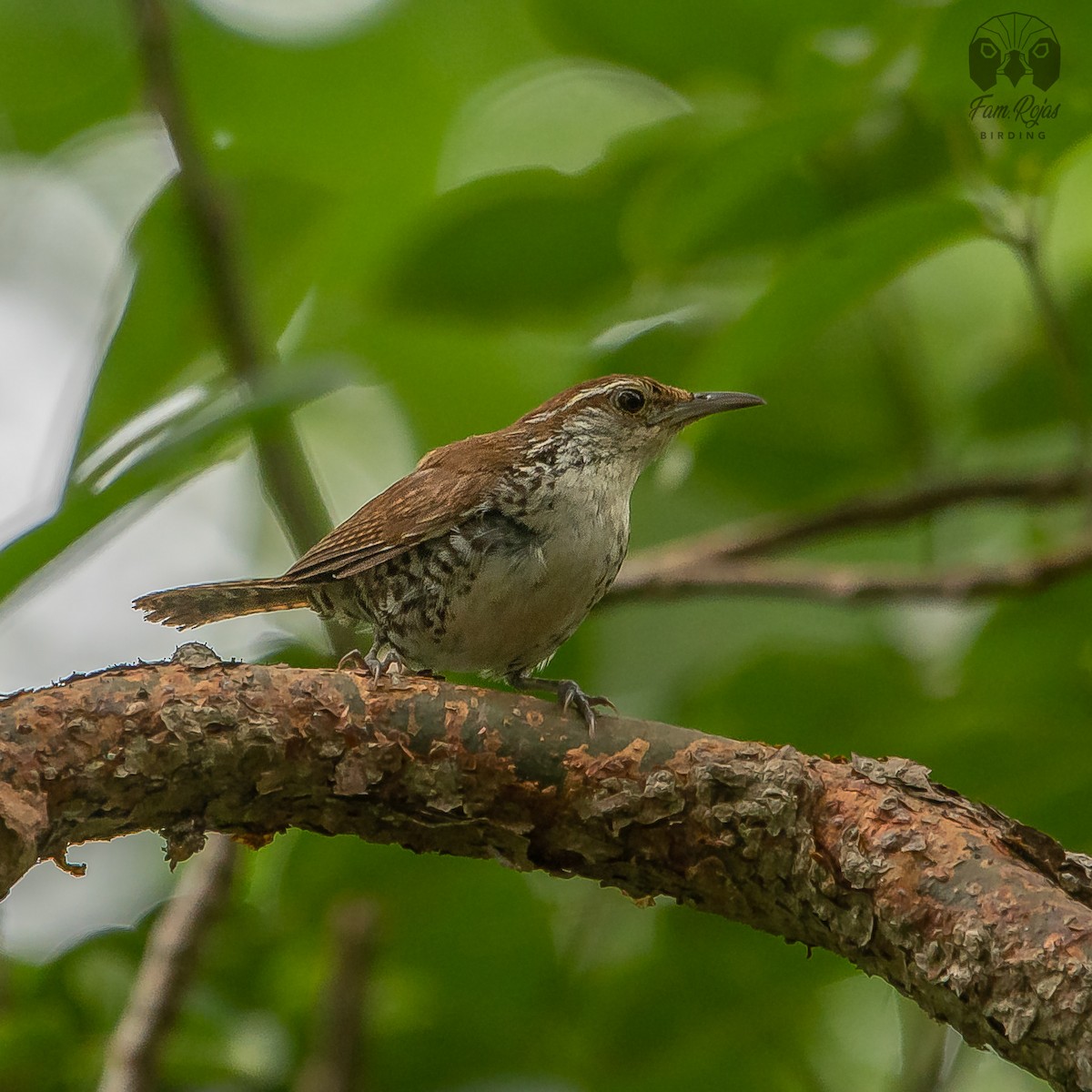 Banded Wren - ML620235465