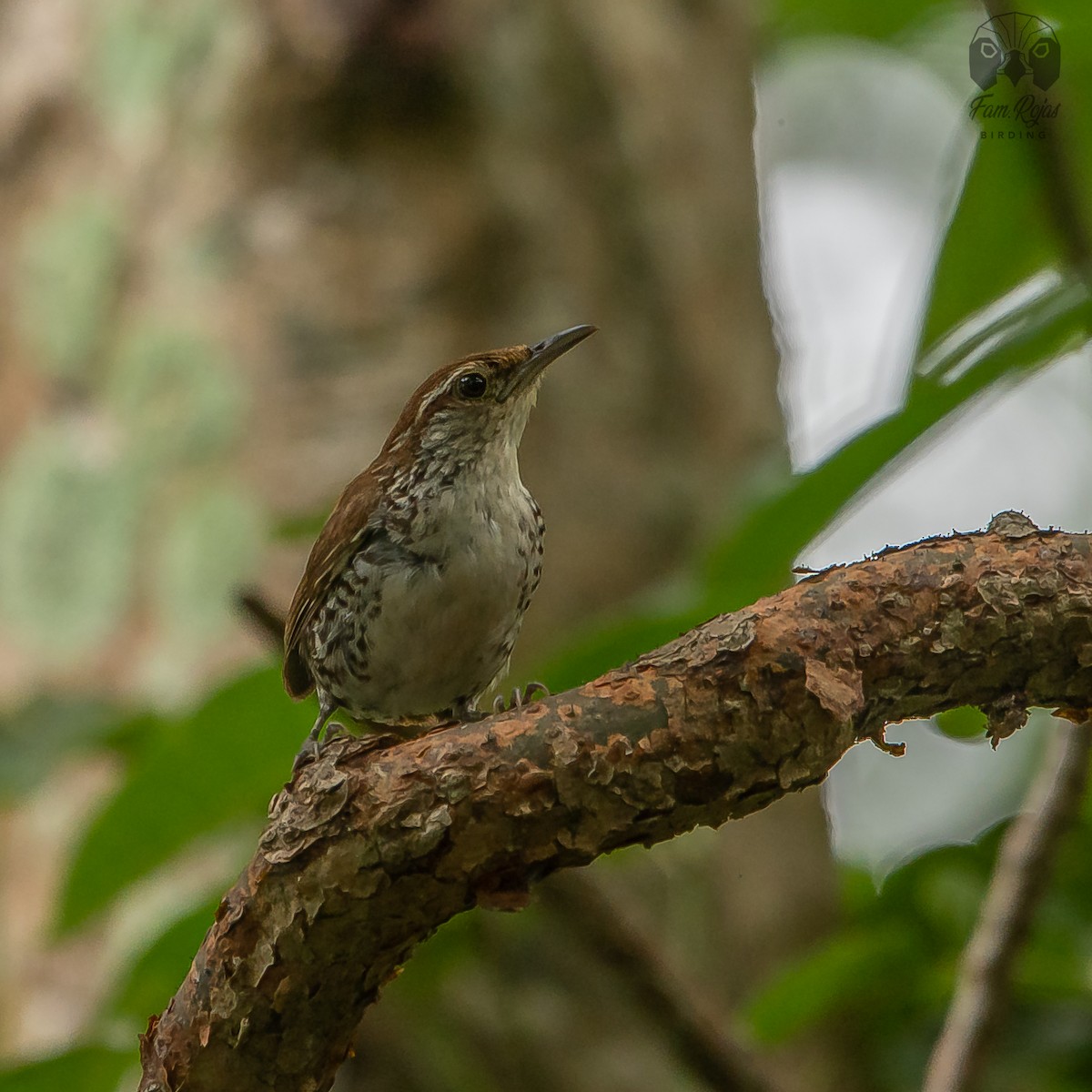 Banded Wren - ML620235468