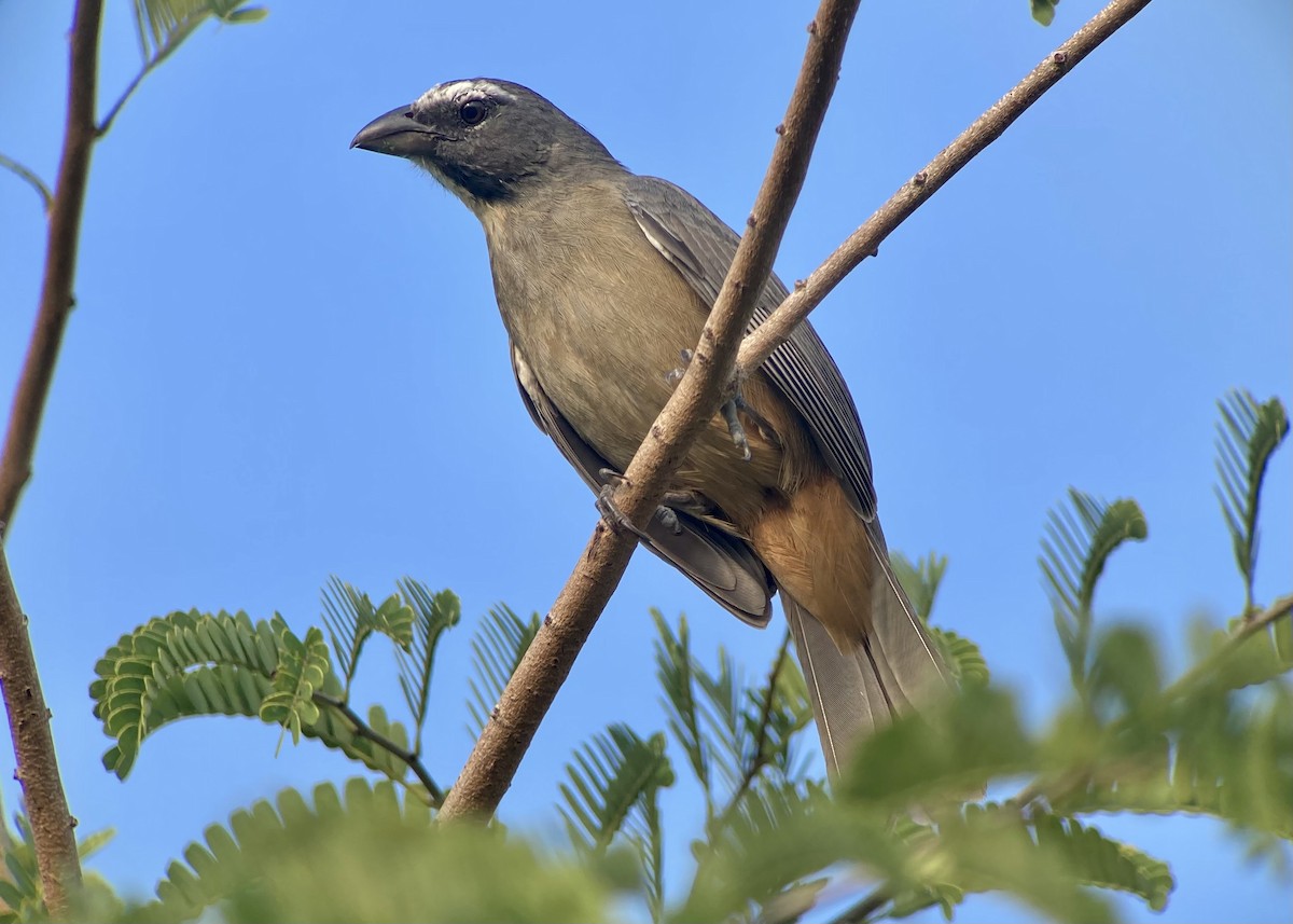 Cinnamon-bellied Saltator - ML620235478