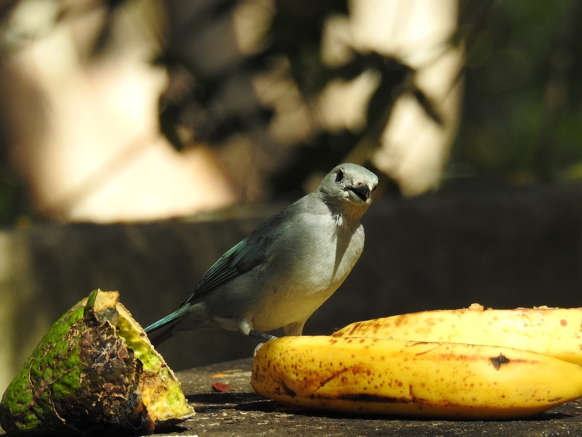 Sayaca Tanager - ML620235480