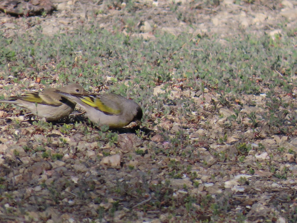 Lawrence's Goldfinch - ML620235481