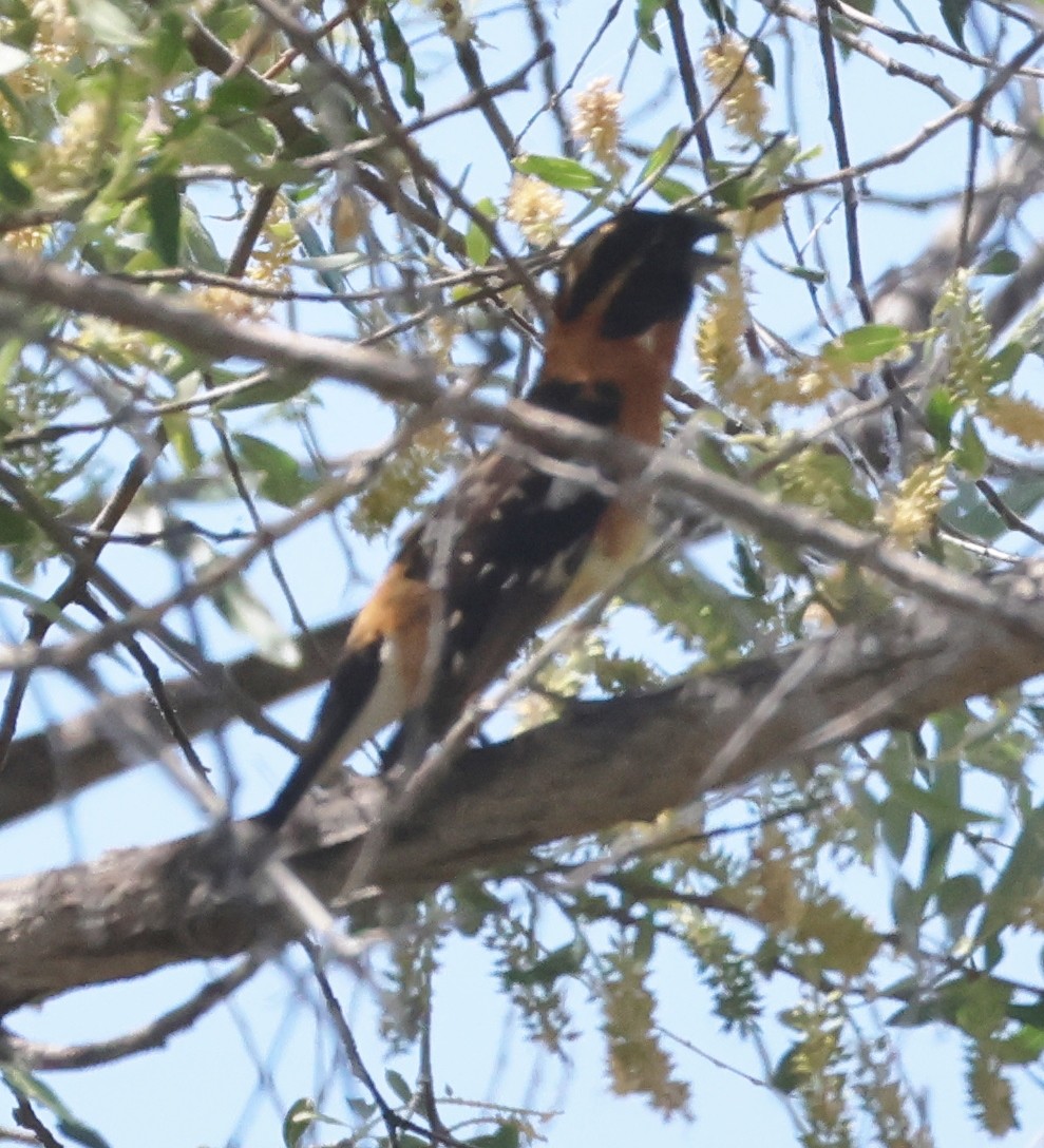 Cardinal à tête noire - ML620235485