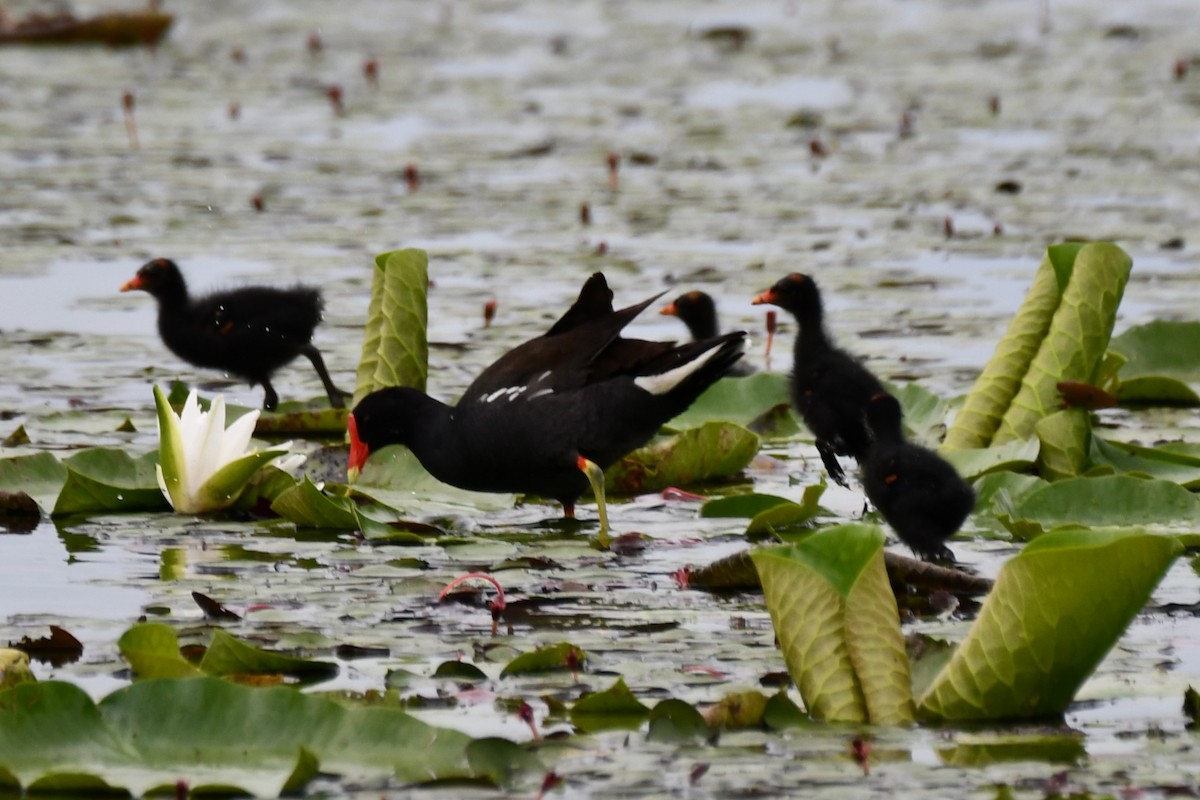 Common Gallinule - ML620235487