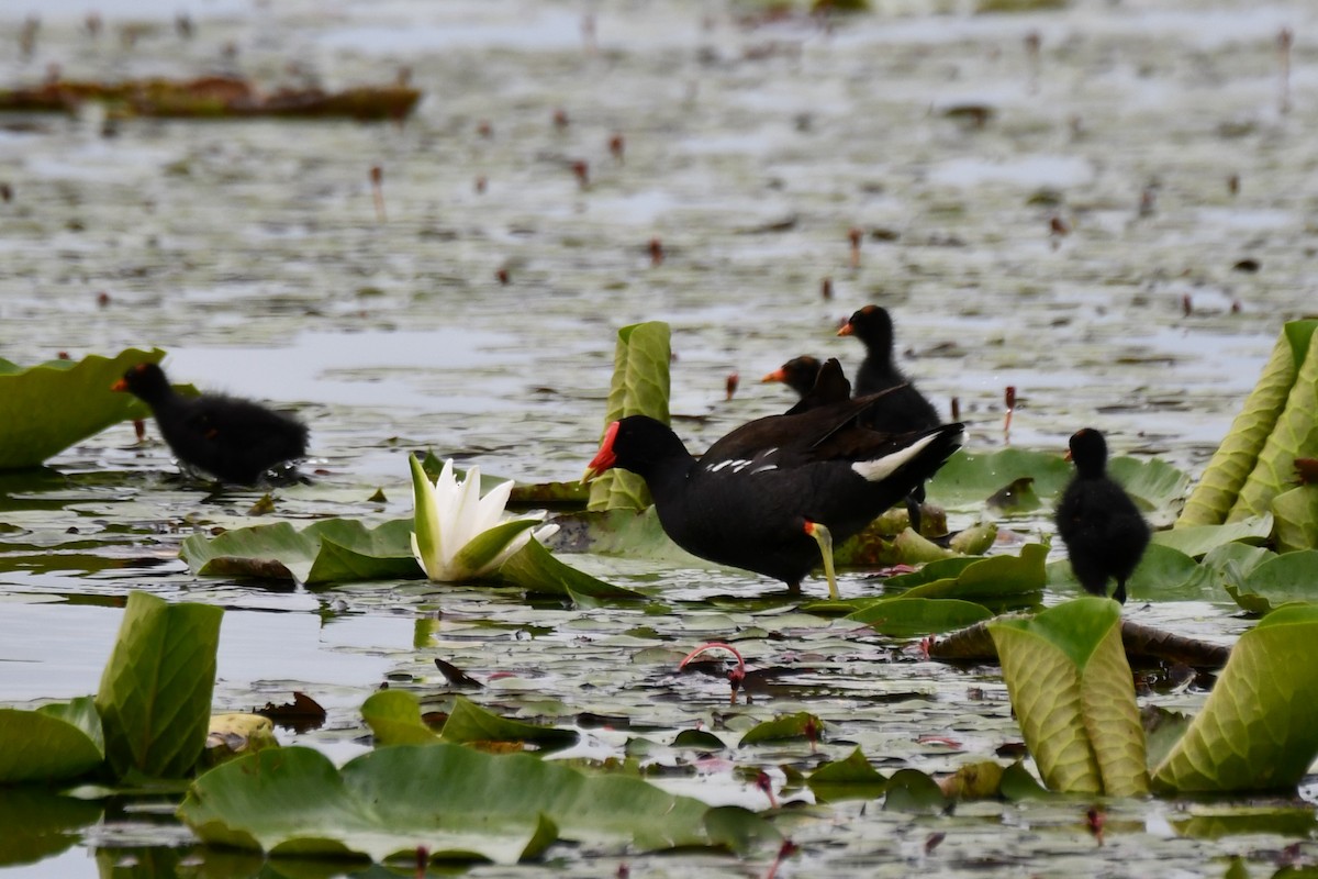 Gallinule d'Amérique - ML620235488