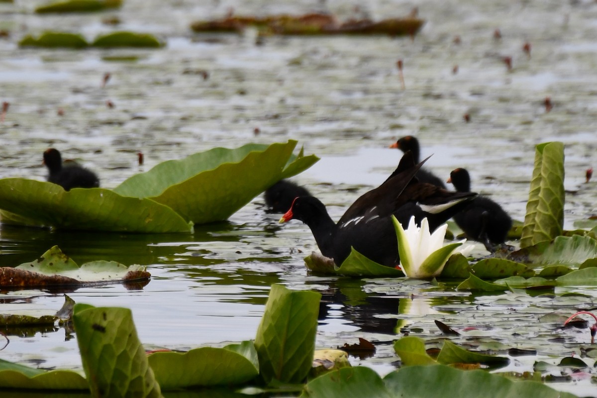 Gallinule d'Amérique - ML620235489