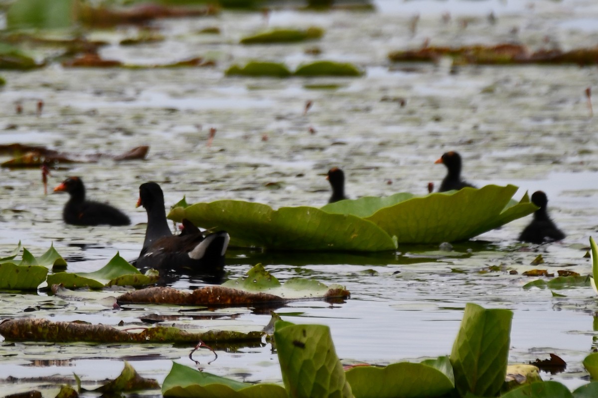 Gallinule d'Amérique - ML620235490