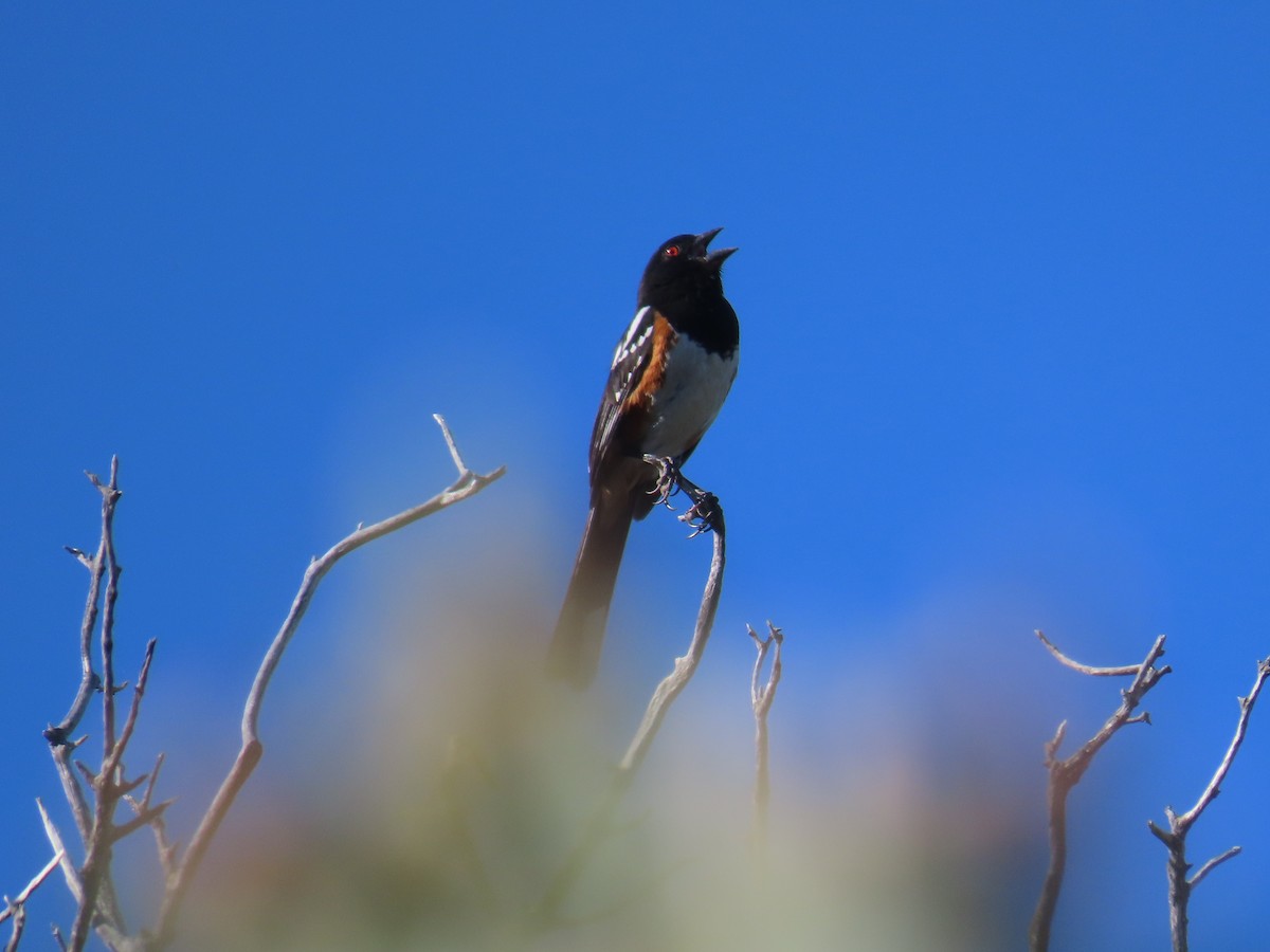 Spotted Towhee - ML620235491