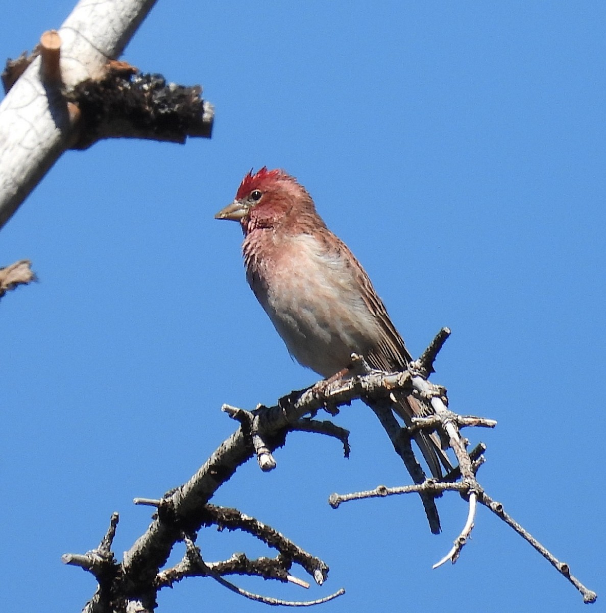 Cassin's Finch - ML620235494