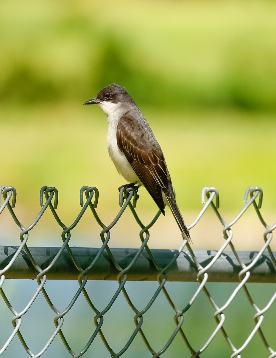 Eastern Kingbird - ML620235499