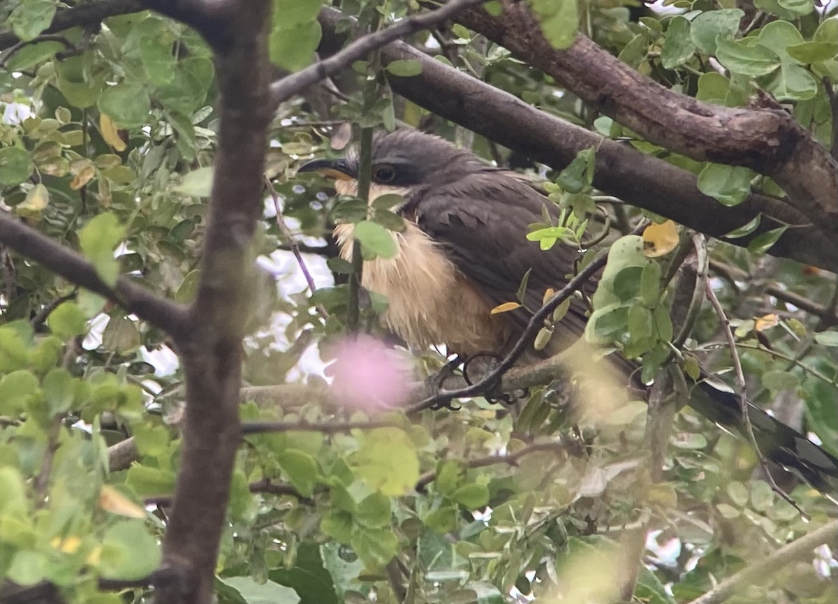 Mangrove Cuckoo - ML620235501