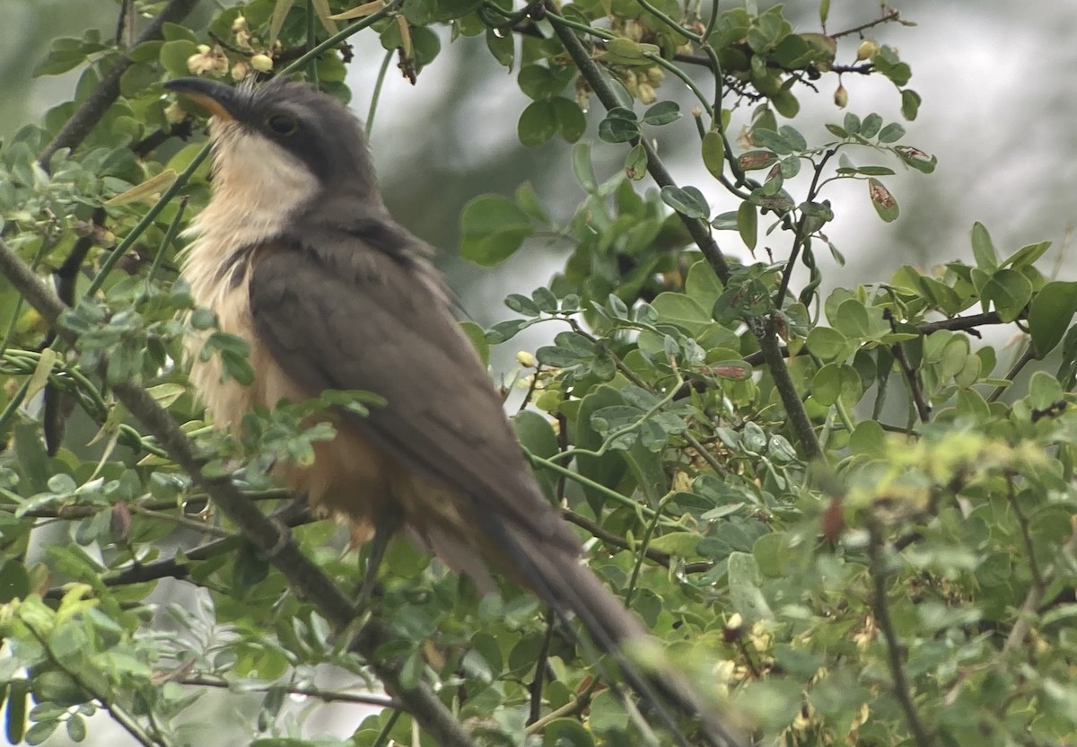 Mangrove Cuckoo - ML620235505