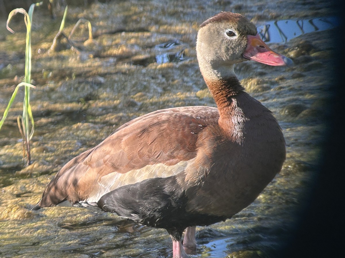 Black-bellied Whistling-Duck - ML620235521