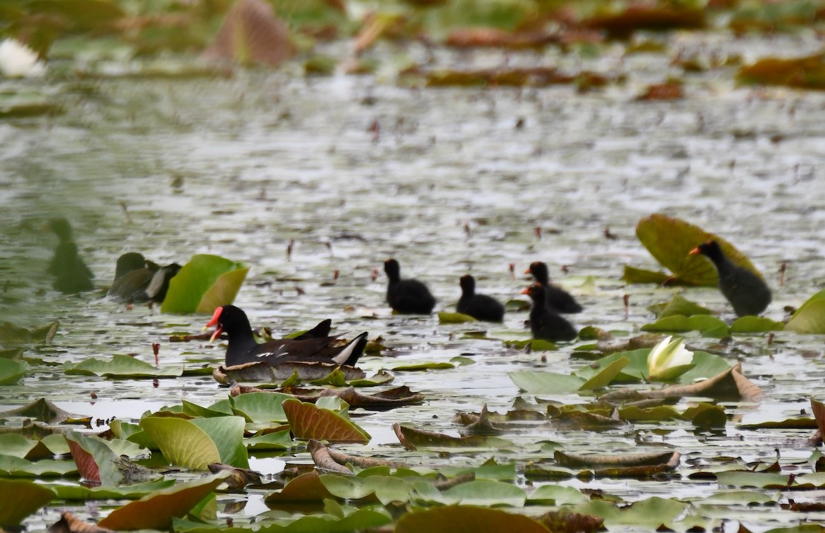 Gallinule d'Amérique - ML620235524