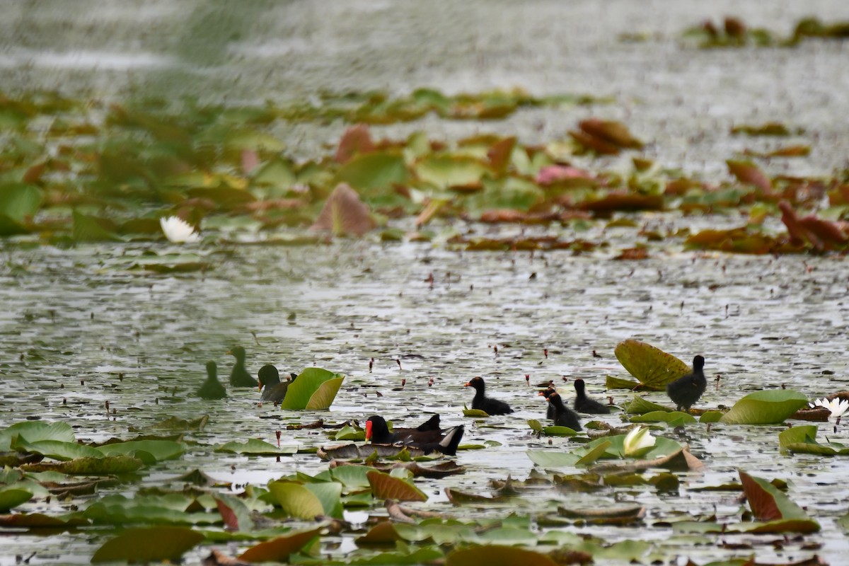 Common Gallinule - ML620235527