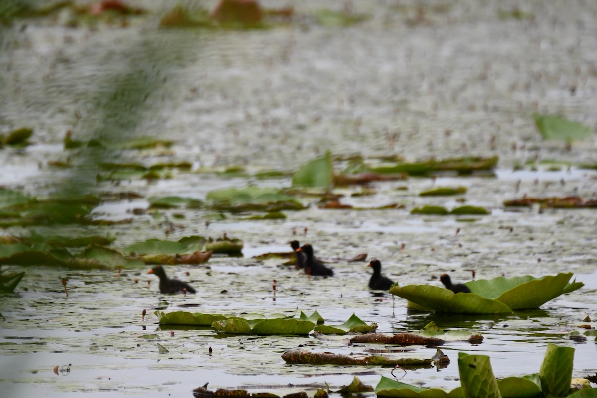 Gallinule d'Amérique - ML620235528