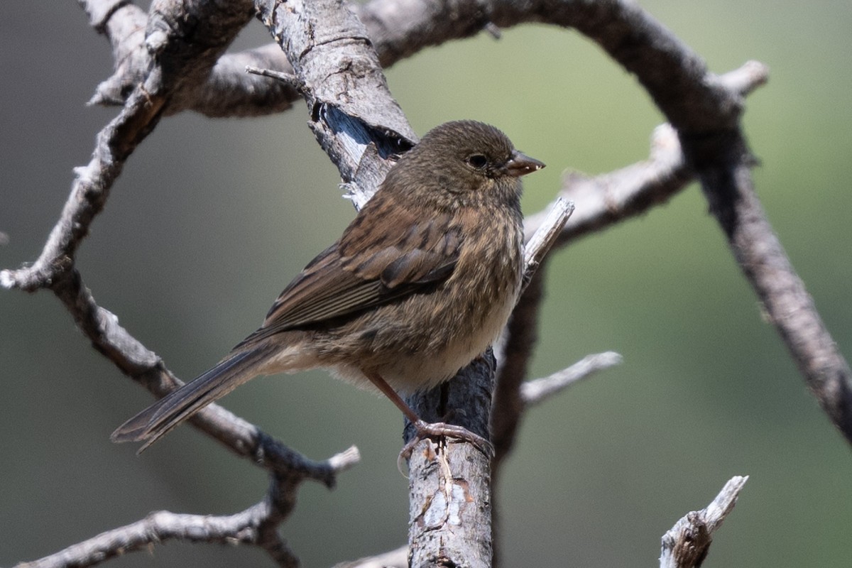 Junco ardoisé - ML620235531