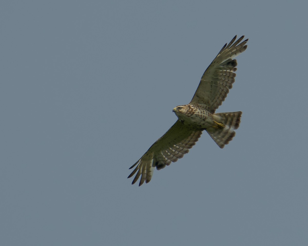 Broad-winged Hawk - ML620235532