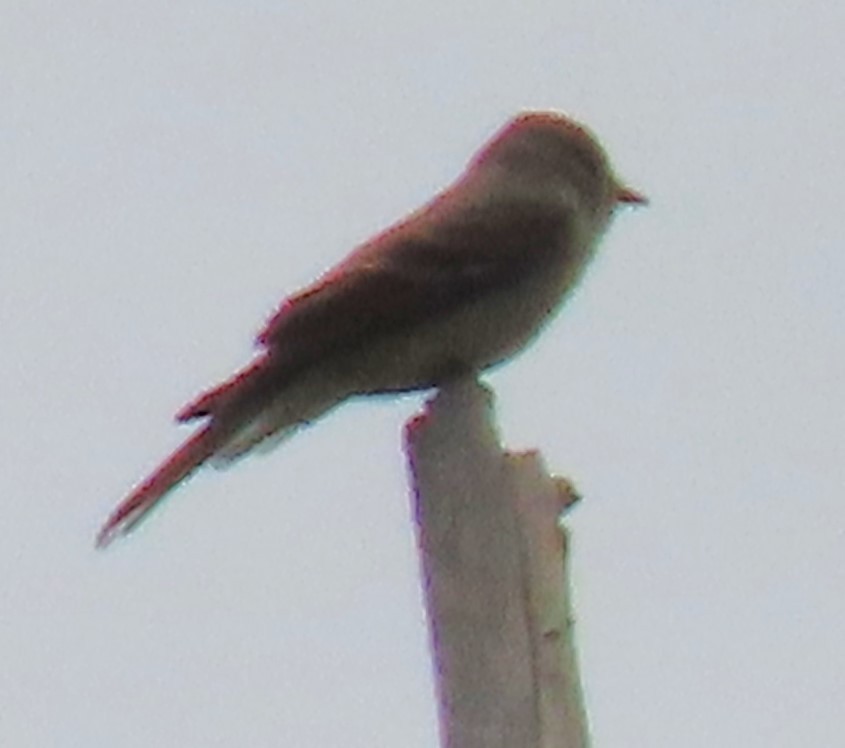 Western Wood-Pewee - ML620235535