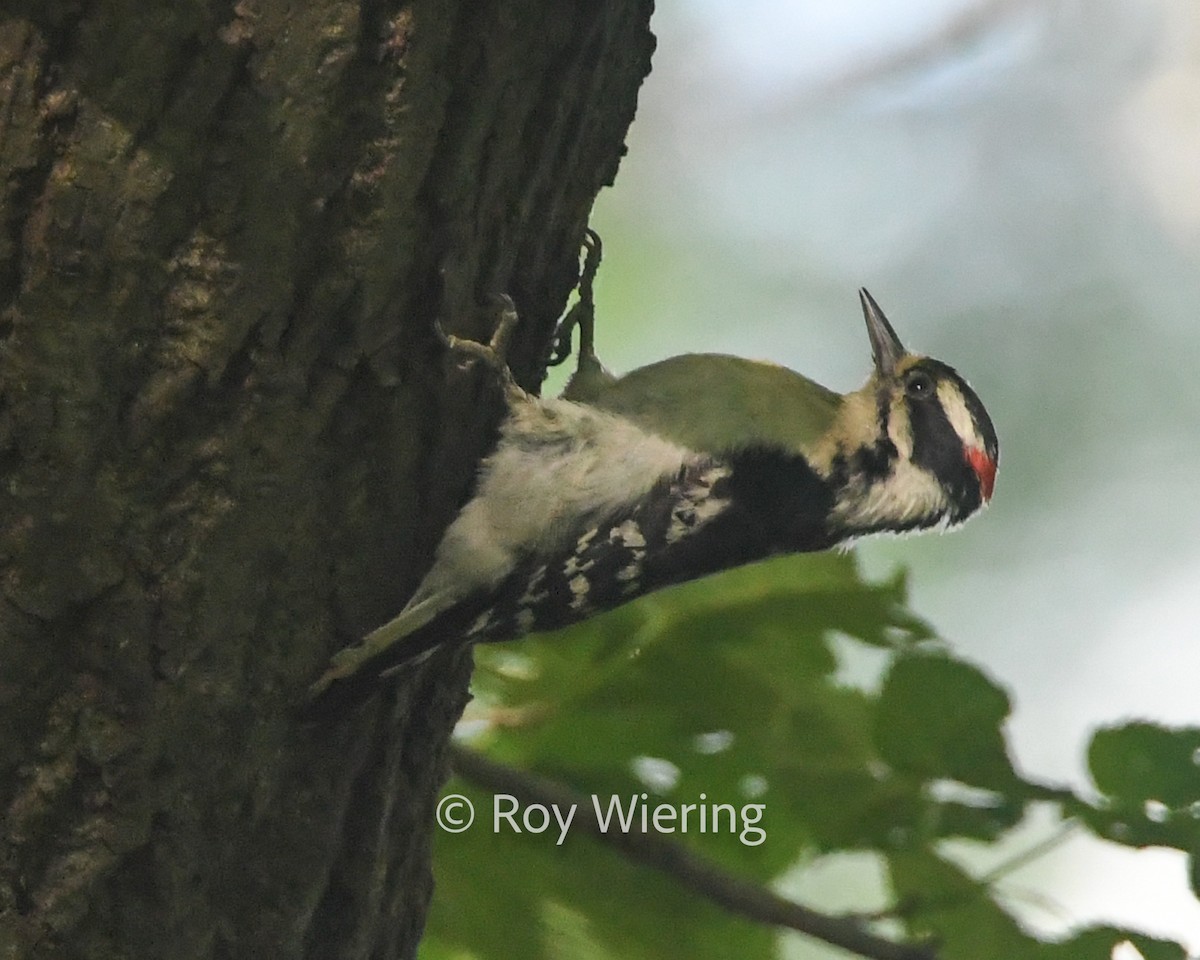 Hairy Woodpecker - ML620235543