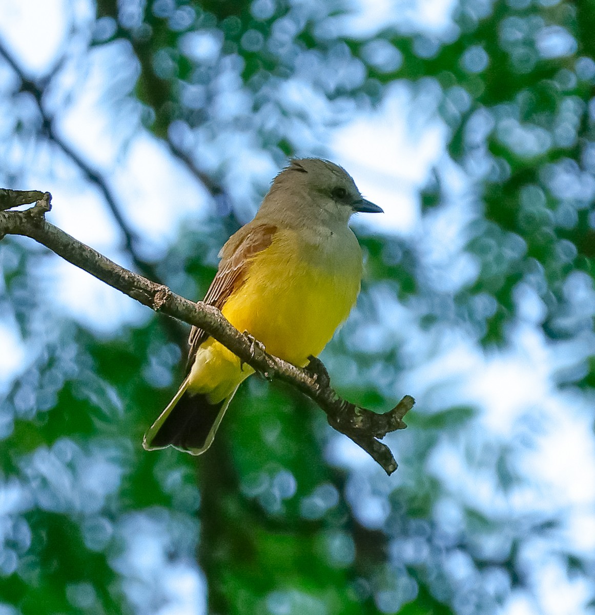 Western Kingbird - ML620235545