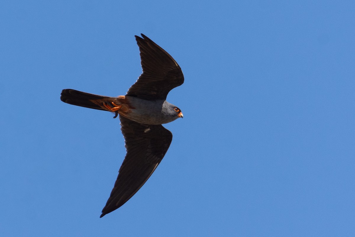 Red-footed Falcon - ML620235551