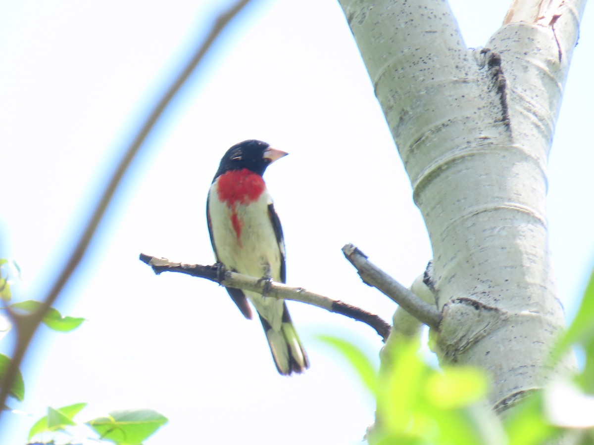 Rose-breasted Grosbeak - ML620235555