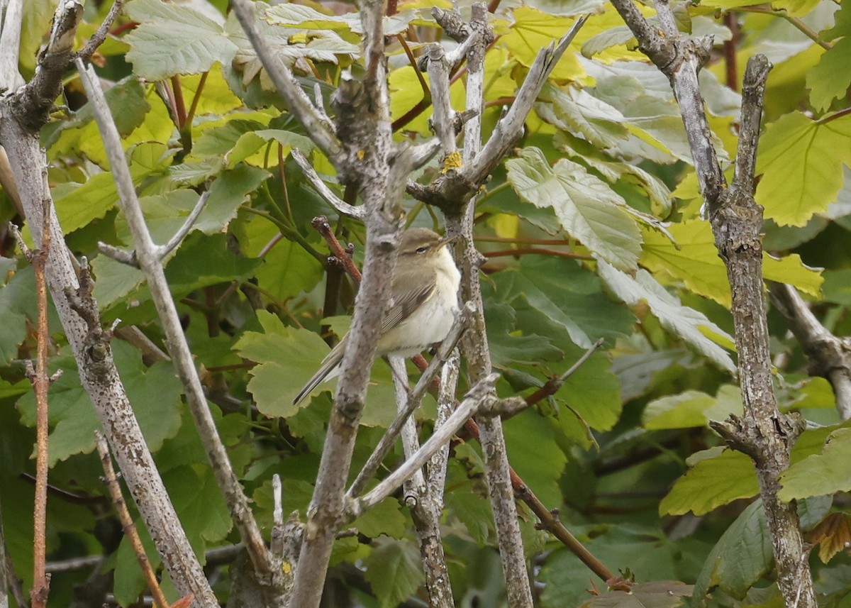 Willow Warbler - ML620235561