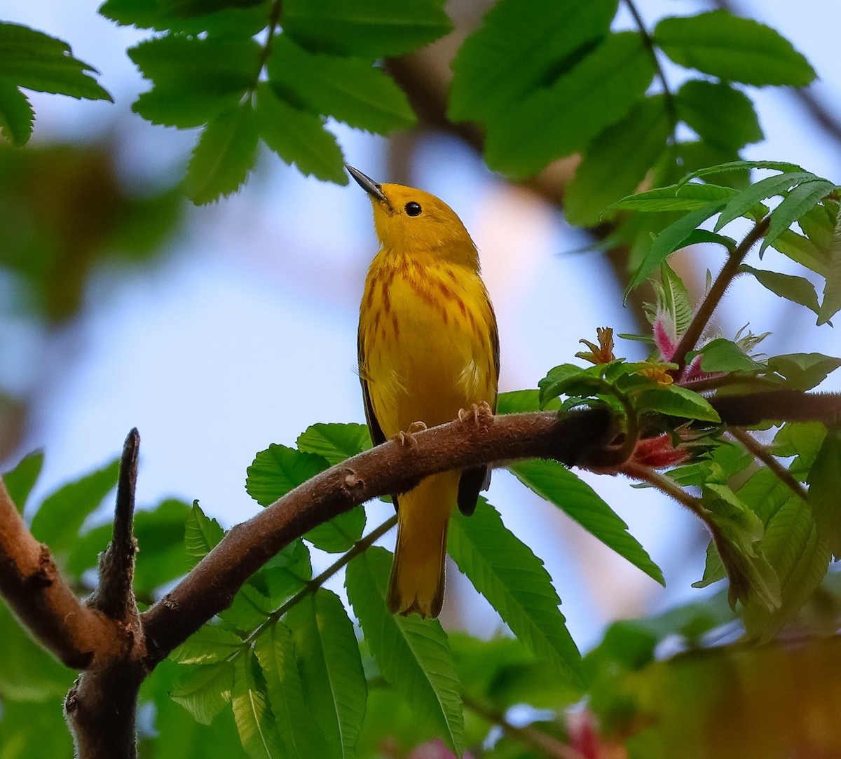 Yellow Warbler - ML620235574