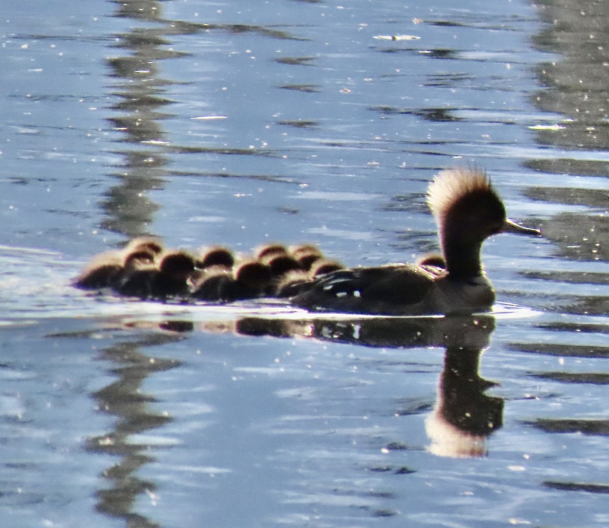 Hooded Merganser - ML620235575