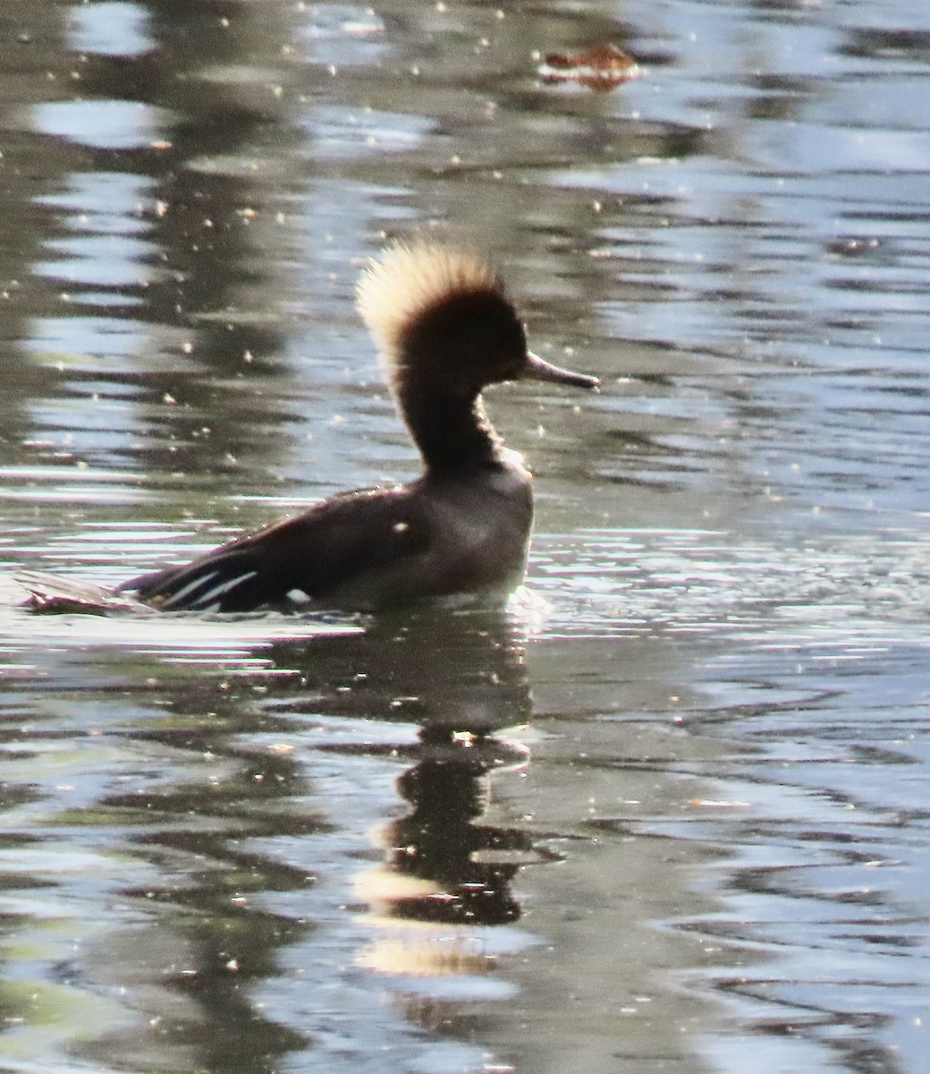 Hooded Merganser - ML620235587