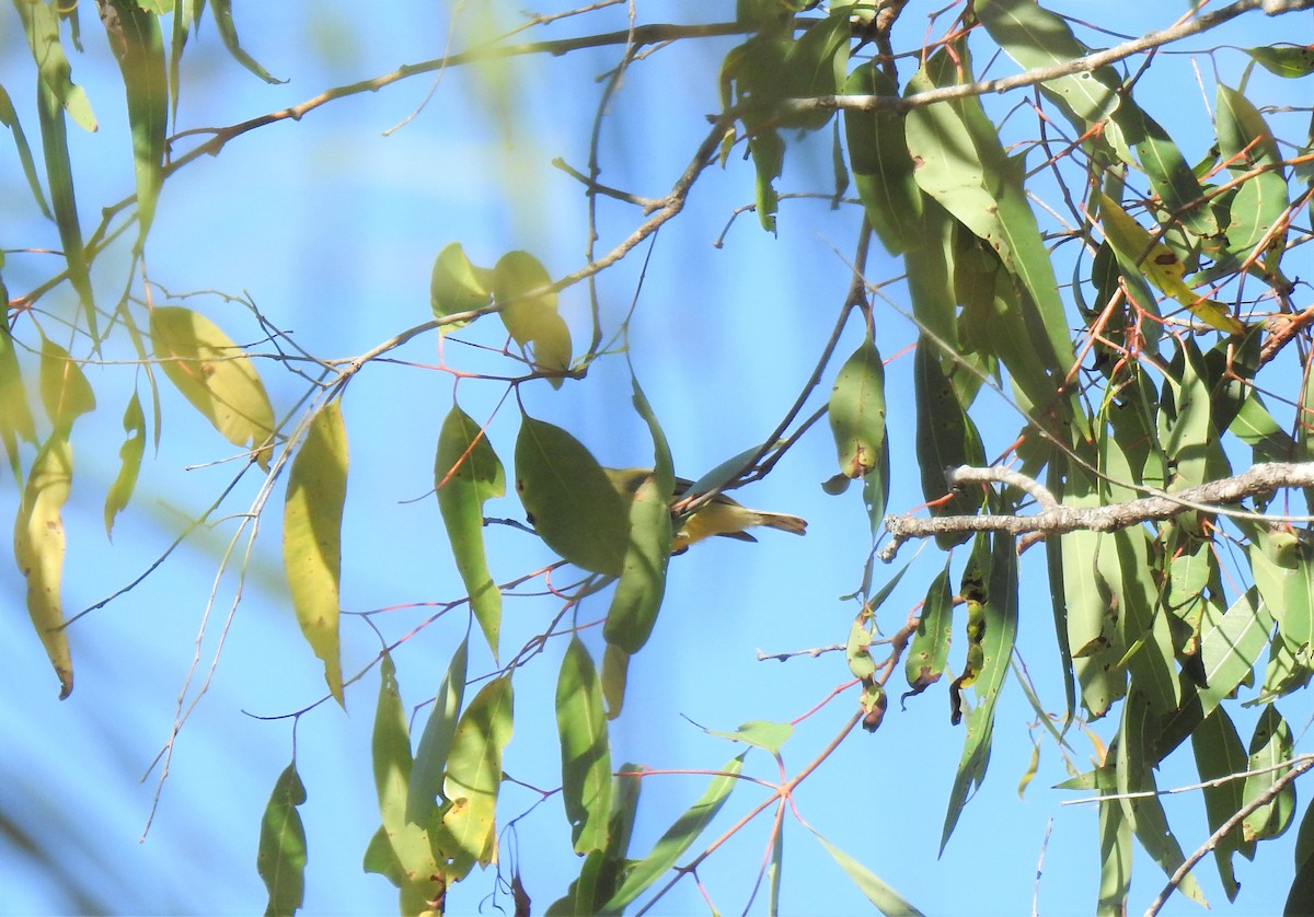 Yellow Honeyeater - ML620235590