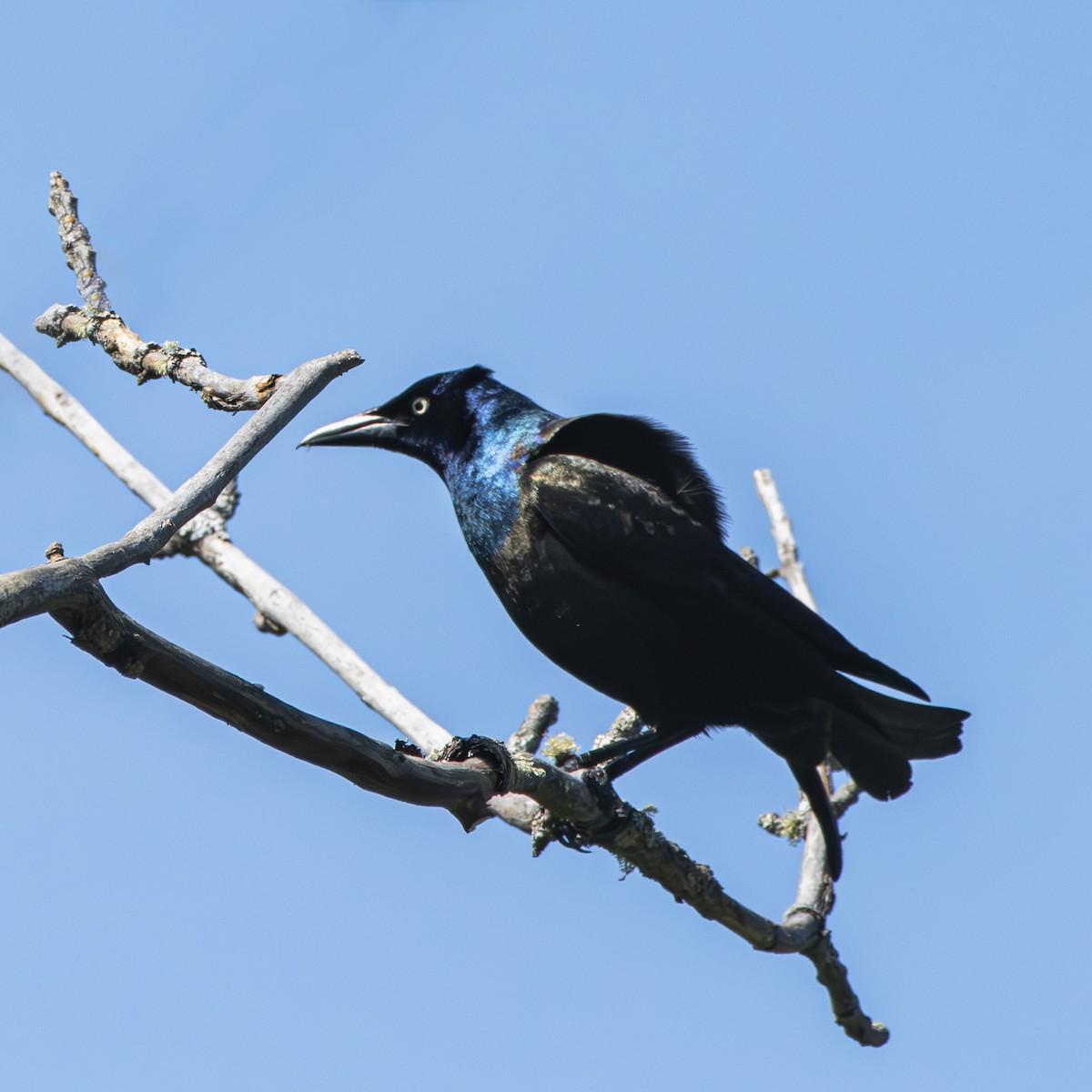 Common Grackle - ML620235592