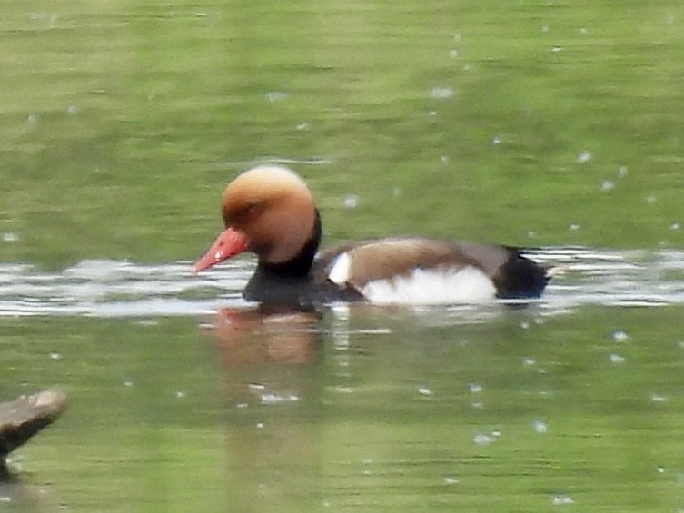 Red-crested Pochard - ML620235596