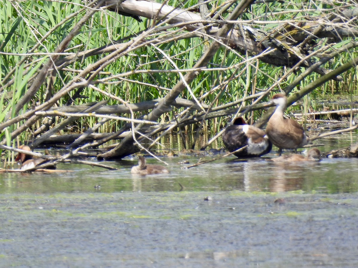 Red-crested Pochard - ML620235597